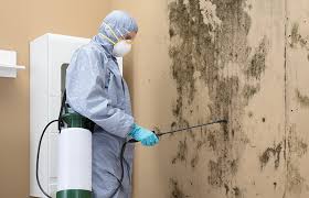 Best Environmental Consulting for Mold Prevention  in Holden, MO